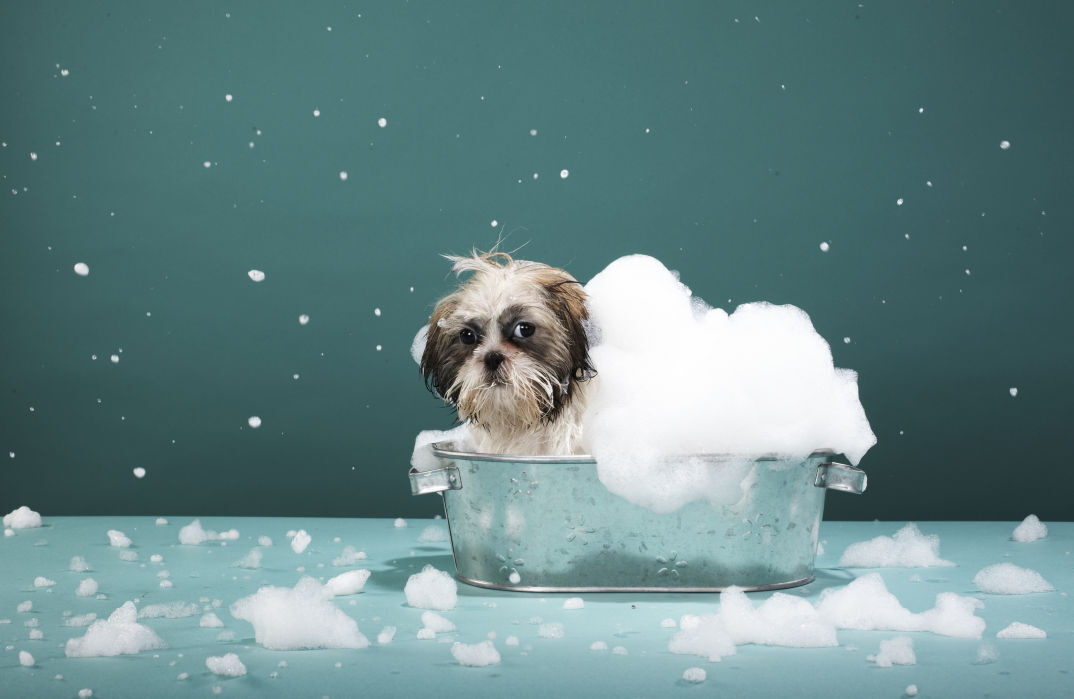 In Galesburg, no person may keep a smelly dog.